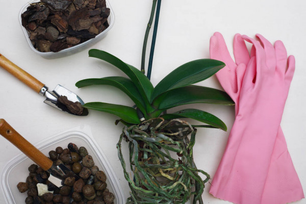 Пересадка орхидеи фаленопсиса